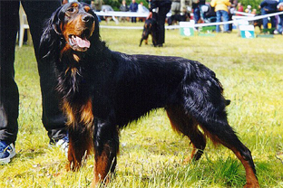 Dog breed