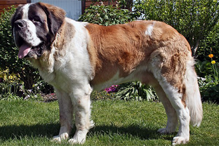 Dog breed