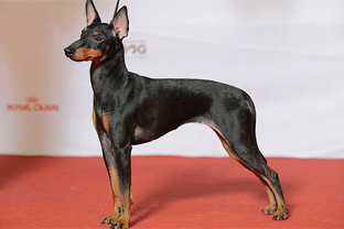 Dog breed