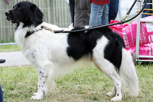 Dog breed