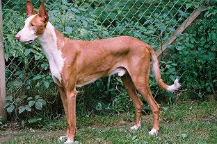 Dog breed