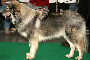 Dog breed