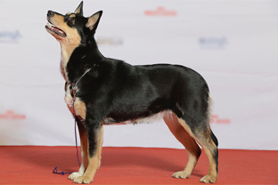 Dog breed