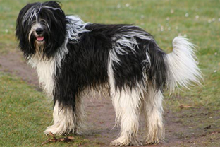 Dog breed