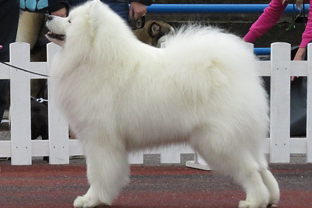 Dog breed