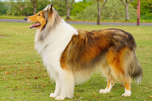 Dog breed