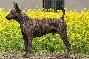 Dog breed