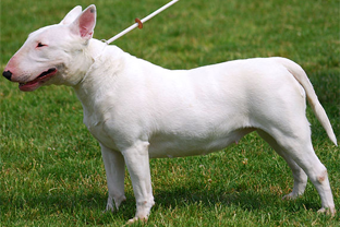 Dog breed