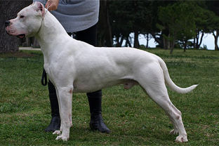 Dog breed