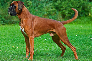 Dog breed