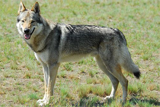 Dog breed