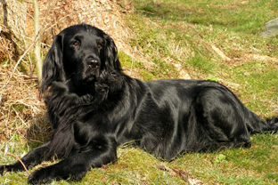 Dog breed