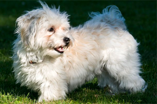 Dog breed