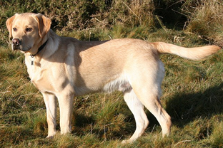 Dog breed