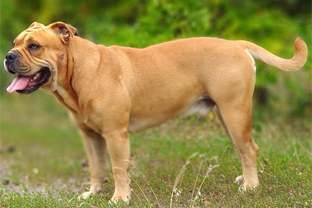 Dog breed