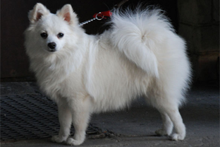 Dog breed