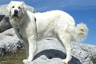 Dog breed