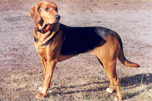 Dog breed