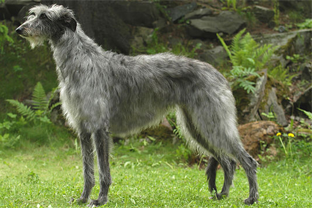 Dog breed
