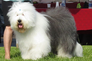 Dog breed