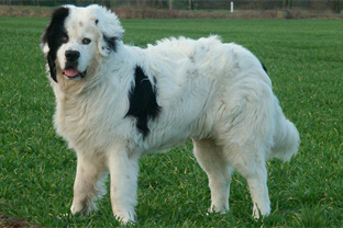 Dog breed