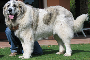 Dog breed