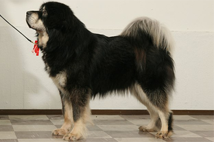 Dog breed