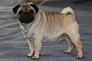 Dog breed