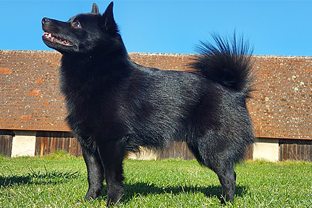 Dog breed