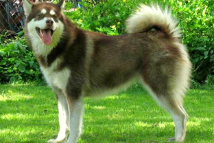 Dog breed