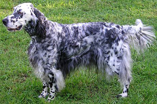 Dog breed
