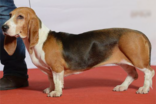 Dog breed