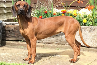 Dog breed