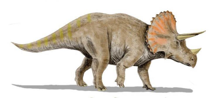 Ceratopi