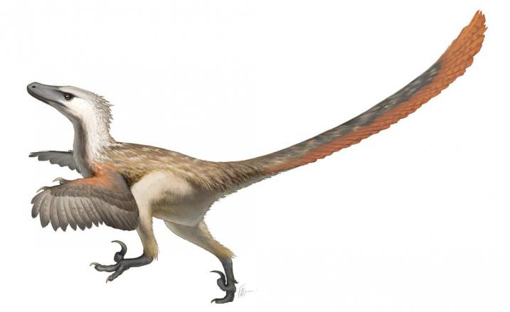 Raptorji