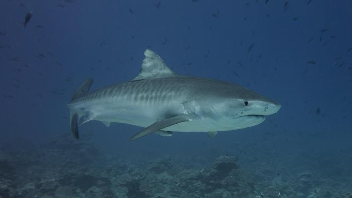 Morski tiger