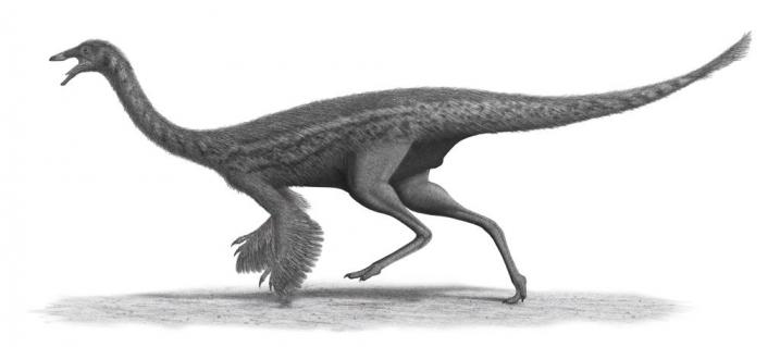 Ornitomimi