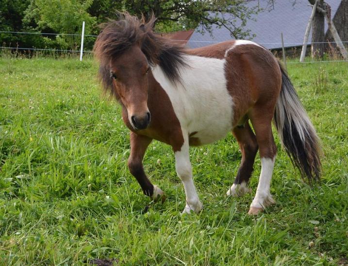 Šetlandski poni