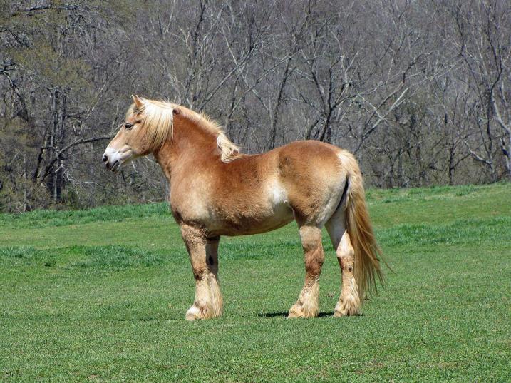 Belgijski konj