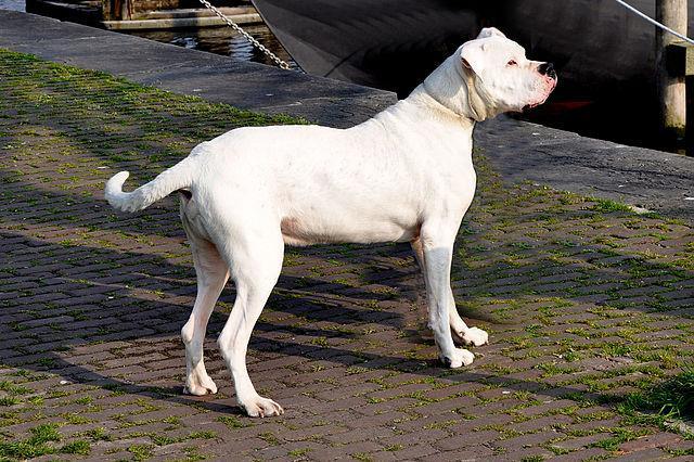 Argentinska doga