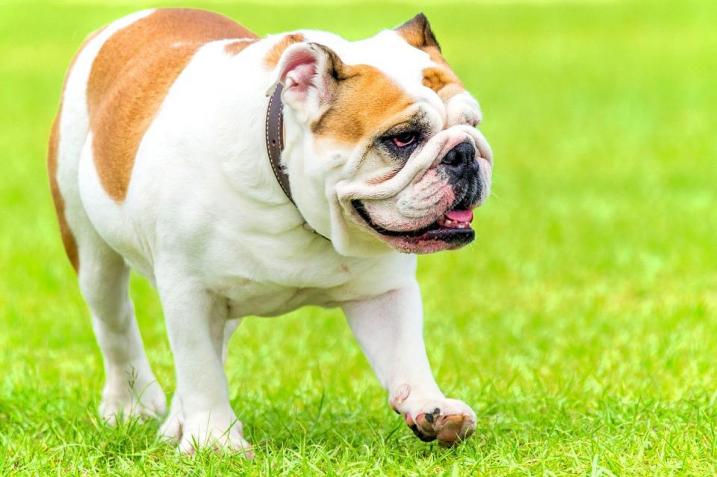 Buldog