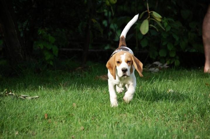 Beagle