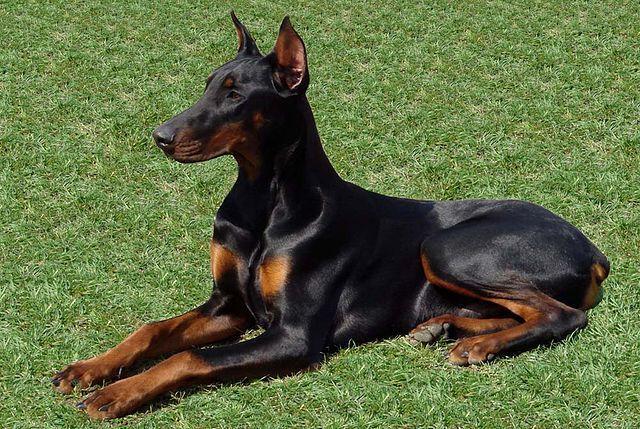 Doberman