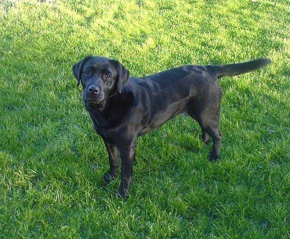 Labradorec