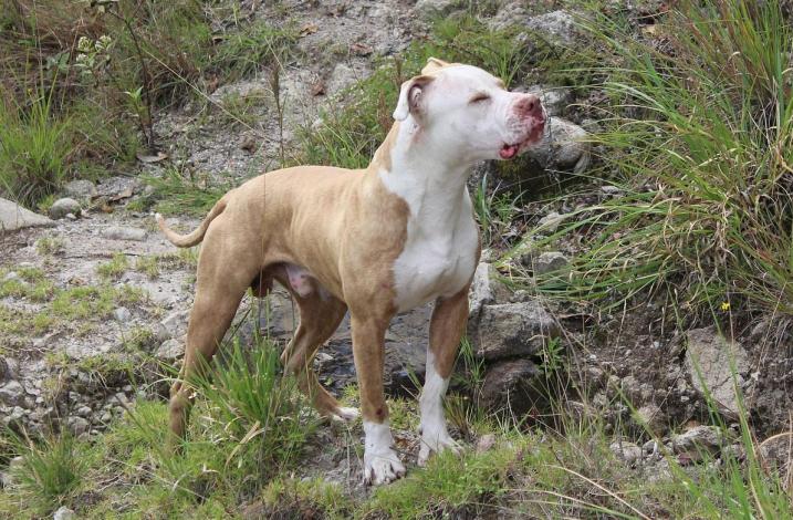Pit bull terier