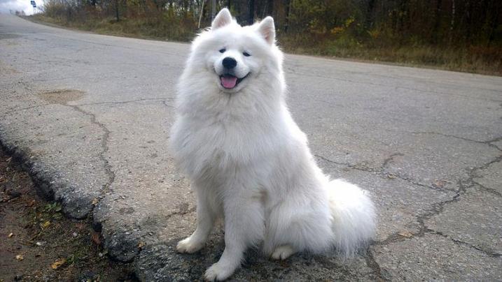 Samojed