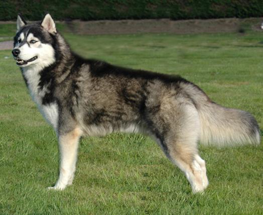Sibirski husky
